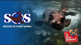 Y si ayudamos? a SOS Rescate Fauna Marina
