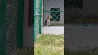 leopard //Gkp.zoo #blog queen #viralvideo #shorts #trending #Leopard #Gkp.zoo #zoovideo