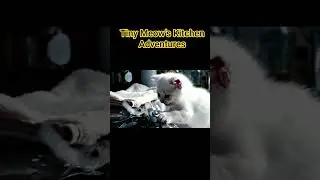 Tiny Meow&rsquo;s Kitchen Adventures: Play, Chaos & a Lucky Save #CuteCatShorts #FunnyCatVideo #USTrending