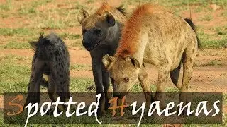 Spotted Hyaena Clan With Young Ones Suckling (Crocuta crocuta) Video | Stories Of The Kruger