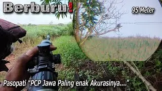 Asik Banget  Spot tersembunyi dibalik rumpun jagung...! tekukurnya gak berhenti datang