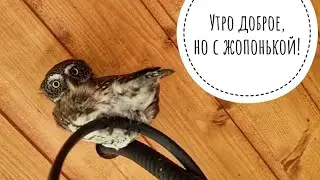 Кошка Морошка выходит гулять к Псу Кубику. Обзор доброутренних сов. Сыч Кутуша стабильна, Ёль тоже