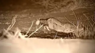 Nervous Side-Striped Jackals