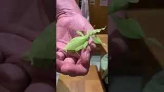 Leaf stick insect, (phyllium philippinicus) yellow and green