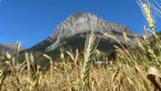 Farina di alta montagna in Valle Stura con l'Apicoltura Fossati