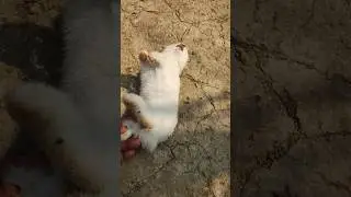 Rabbit sad moments/মৃত্যুর পর কি করনীয় পুরো ভিডিও দেখুন #shorts #short #viral #ytshorts #KEKA