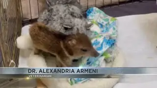 KVOA visits Tucson Wildlife Center