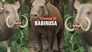 Conoce A Este Animal El Babirusa