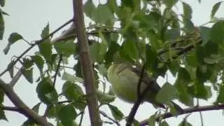 Melodious Warbler