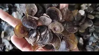 Murex Operculum Seashell / Bulk Seashells / Operculum Murex / Barbara whatsapp 0086-18640906206