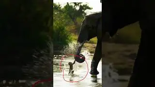 You Won&rsquo;t Believe This! 🐘 Elephant Saves Baby Monkey 🐒 | #shorts  #monkey #elephant  #animals
