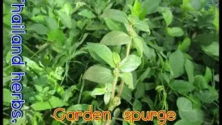 Garden spurge : Herbal cure abscess pus and bleeding.