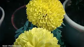 Flower Garden Cinematic Video || Lens with Sakif || Videography 