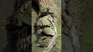 A group of Turtles at Cameron Run Park #shorts #virginia #animals #parks  #turtle #virginia