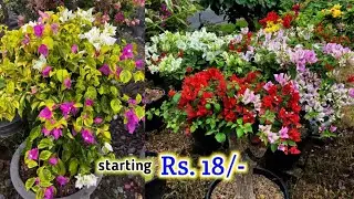 Wholesale plant Market Bougainvillea flower || Cheapest Plant market in India 9062334424