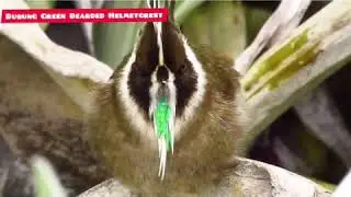 Burung Green Bearded Helmetcrest