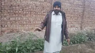 Organic & seasonal vegetable's Cultivation at home | i am Asad Volg