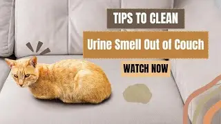 How to Get Urine Smell Out of Couch After it has Dried| Your Couch's Ultimate Urine Smell Redemption