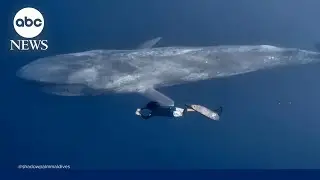 Diver swims alongside blue whale