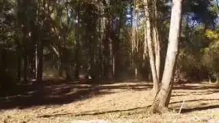 Organic Land Clearing Before and After