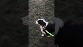 Whiskey biscuit jumping #Shorts #Cute #Dog #fyp￼