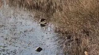 NUTRIA ai LAGHETTI di TAIO VALLAGARINA TRENTINO 