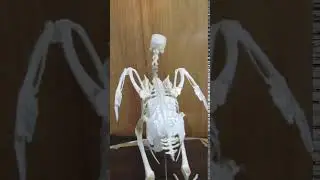 Pigeon Skeleton
