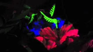 hummingbird skeleton