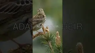 The Fascinating World of Sparrow Vocalizations 🐦