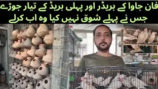 Fawn Java Sparrow breeding Setup|| ASA waqt Saloo Mai Aya Hai || Fawn Breeder Pair|| Asif Birds Farm