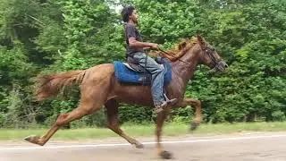 Fast singlefooting mare 