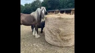 Seamus - Gypsy Cob for Full Loan