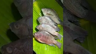 💢💥Village Style Cooking😍💥💢Fish Fry Lovers?❤️😍💥💢Village Style Fish Fry🤤😍#village #vandavasi