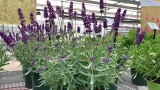 Lavender Super Blue and Annet - Sant Open House 2019