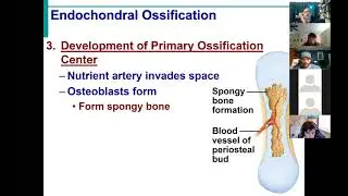 BIOL430 Sum21 Skeletal System Lecture 2