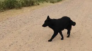 ABHAY PETS LOVER is going live!