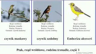 Ptak, rząd wr&oacute;blowe, rodzina trznadle, część 1 pas&oacute;wka czywik bagiennik junko ciszek chruściak