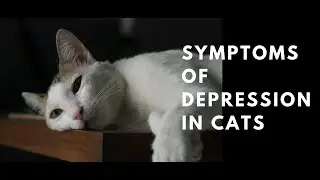 Symptoms of Depression in Cats | Cat Psychology