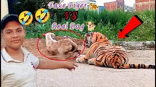 Fake Tiger 🐅 VS Real Dog 🐕 Prank Experiment || The Crazy Hacker ||