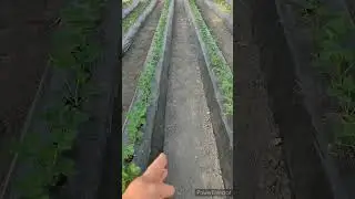 Гряды для клубники. Вручную.