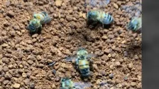 Beekeepers and stingless bee getting bee pollen #honey #beekeeper #beehive #nature #beelove #farm
