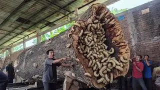 UNEXPECTED DISCOVERY!! Beautiful Trembesi Giant Reveals Its Secret Beauty During Sawing