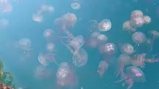 invasione di meduse