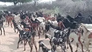 Tharparkar goats and sheep walking  animals #goat #animals 