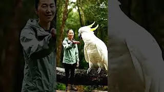 Funny Sulphur-Crested Cockatoo Saves Humans &ndash; New Year 2026.
