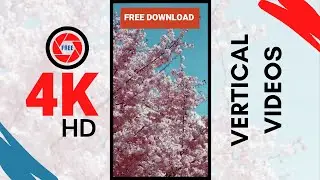 Beautiful pink cherry blossoms swaying | Flowers Footage | FREE non-copyright vertical videos