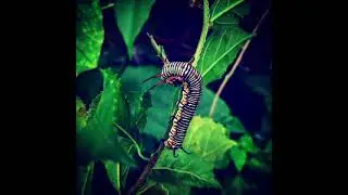 butterfly festival in BNHS Mumbai Aarey colony