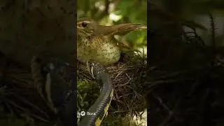 Brave Bird Mom Protects Her Eggs from a Deadly Snake | Nature&rsquo;s Fiercest Moment #wildlife #birdmom