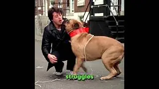 Real-Life Story of Sylvester Stallone's Dog 'Butkus'... #shorts
