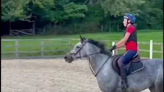 SMART CONNEMARA PONY